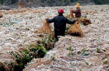 Staffs spread straw sheets on the seedlings in east China's Jiangxi Province Jan. 28, 2008. Local authorities took efforts in combating snow-inflicted disasters and reducing the negative impact to the least extent as volatile weather continued to rage the region. (Xinhua Photo)