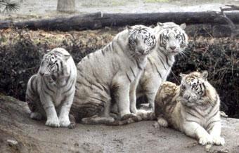 Photo News] Tiger family at S. Korean amusement park