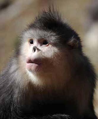 A Yunnan golden monkey (rhinopithecus roxellanae) is seen at the Baima Snow Mountain State Nature Reserve in Diqing Tibetan Autonomous Prefecture, southwest China's Yunnan Province, Feb. 8, 2009. The number of Yunnan golden monkeys has risen from more than 500 in 1983 to around 1,300 at present at the nature reserve thanks to the protection efforts of local government and residents. There are some 2,000 Yunnan golden monkeys altogether in China. Yunnan golden monkeys, of which only China boasts, are a kind of animals listed in Category I of the Chinese Wildlife Protection Act and one of the most endangered animals in Appendix 1 of the Convention on International Trade in Endangered Species of Wild Fauna and Flora (CITES), and on the Red List of the International Union for Conservation of Nature and Natural Resources (IUCN). (Xinhua Photo)